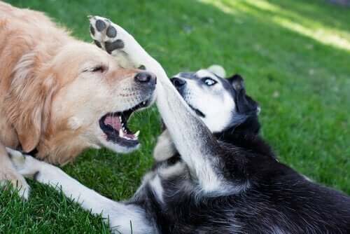 Twee vechtende honden op het gras