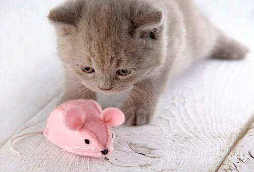 Kitten speelt met speelgoedmuis