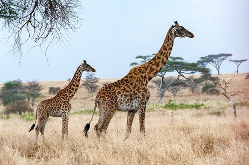 volwassen giraf met jong