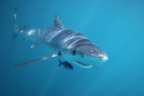haai en kleinere vis