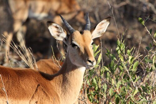 close-up van een impala