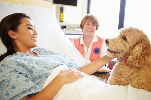Therapiehond met een ziekenhuispatiënt