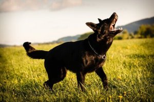 Anti-blafbanden voor honden: alles wat je moet weten