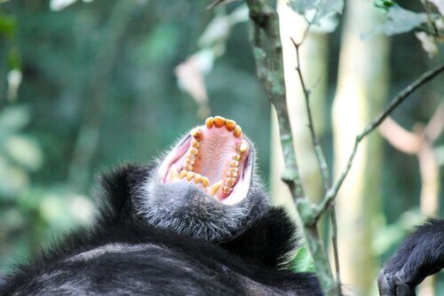 Chimpansee schreeuwt