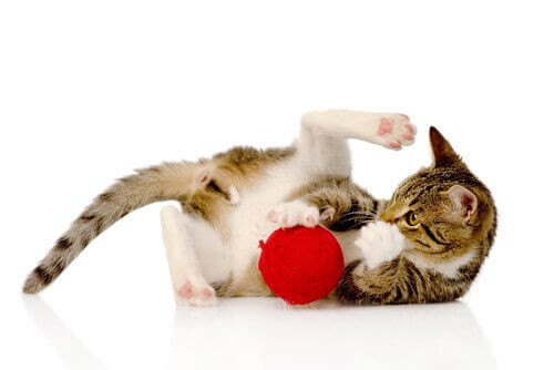 Spelletjes voor katten voor het ontwikkelen van intelligentie