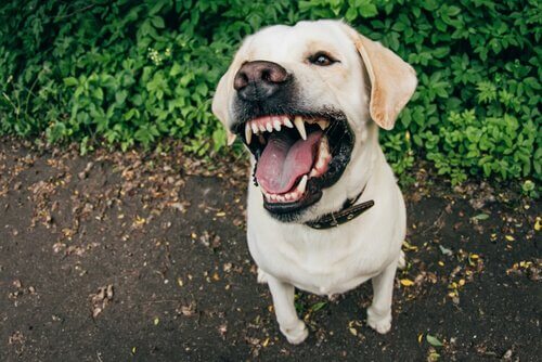 Hond laat zijn tanden zien