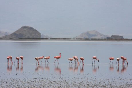 Een groep flamingo's aan het Natronmeer