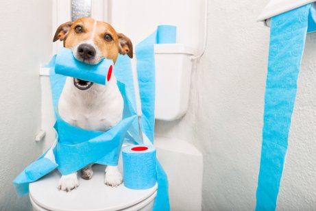 Een hond die met toiletpapier speelt in de badkamer