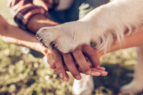 Hondenpoot op mensenhanden