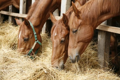 Paarden in een stal die hooi eten