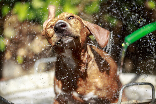 Hond schudt zich uit na een bad met een tuinslang