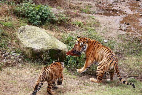 Twee Zuid-Chinese tijgers met een prooi