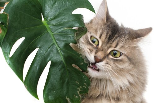De meest giftige planten voor huisdieren