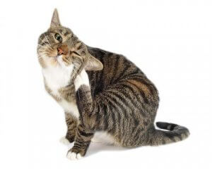 Vlooien bij katten: je kat tegen parasieten beschermen