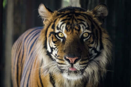Close-up van een tijger