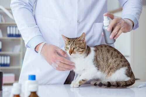 Arts spuit vlooienmiddel op kat