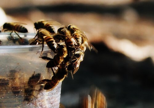 Bijen drinken uit een bekertje