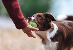 Tips om te voorkomen dat je hond bezitterig wordt