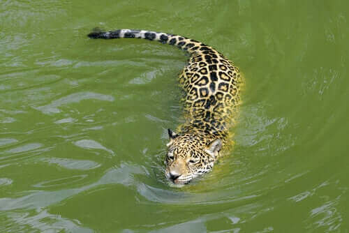 Jaguar in het water