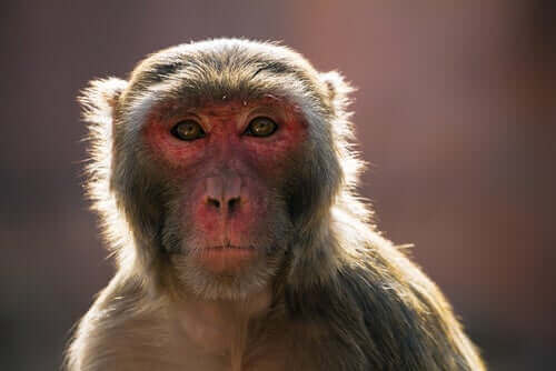 Huidige gebeurtenissen: de makakencrisis in India