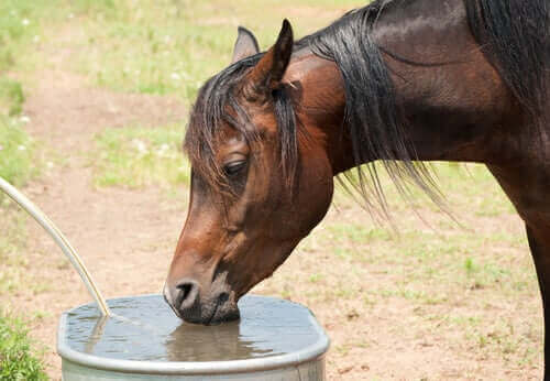 Paard drinkt uit een waterbak