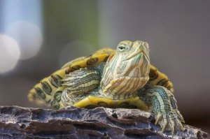 Rinitis bij schildpadden en hoe het te behandelen