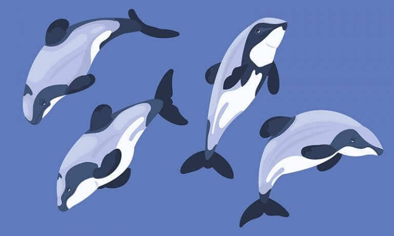 Tekening van vier dolfijnen