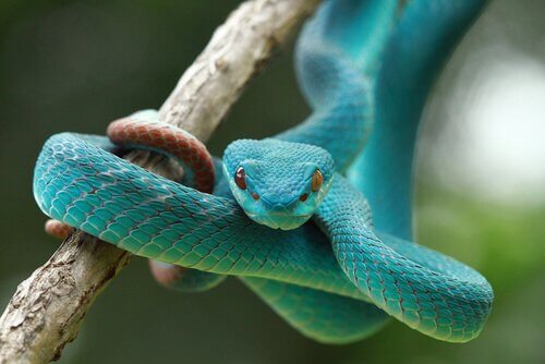 Een blauwe slang in een tak