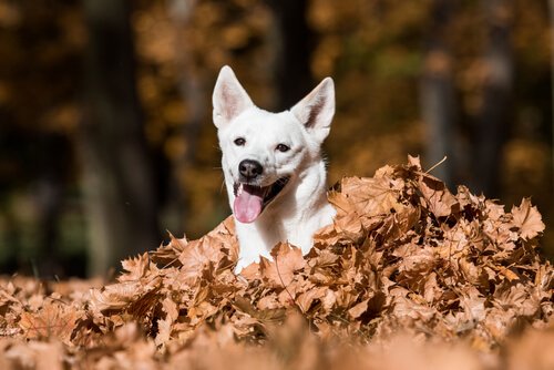 Een canäanhond speelt met de bladeren