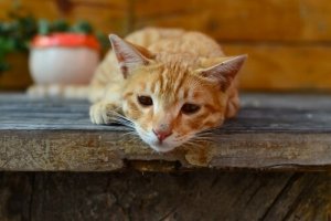 Giardiasis bij katten: symptomen en overdracht