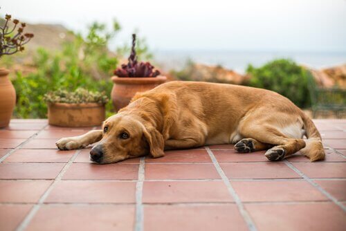 Een hond ligt op de tegels van een patio