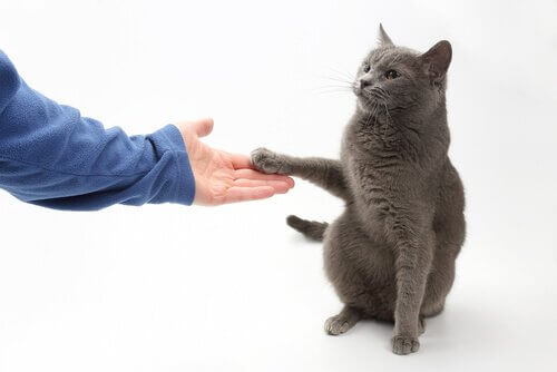Is het mogelijk om katten te leren pootjes te geven?