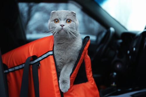 Een kat in een reismand