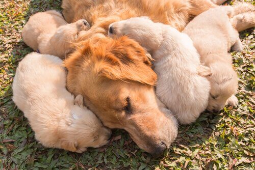 Een moederhond met haar puppy's
