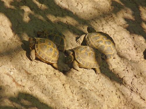 Kun je meerdere vierteenlandschildpadden houden?