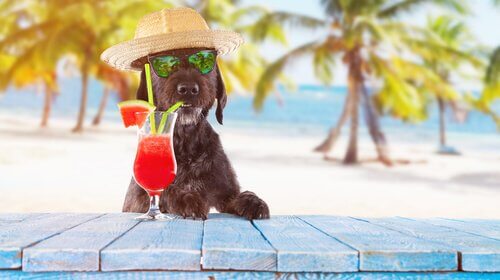 Hond aan het strand met een cocktail