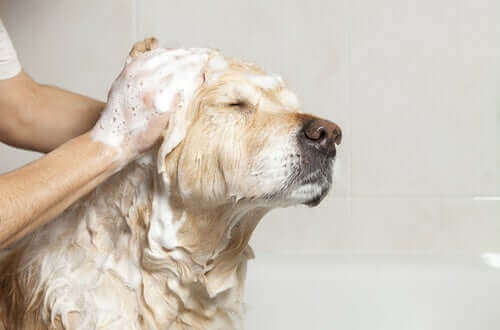 Iemand doet zijn hond in bad