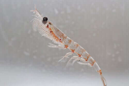 Het belang van krill in de ecosystemen van de oceaan