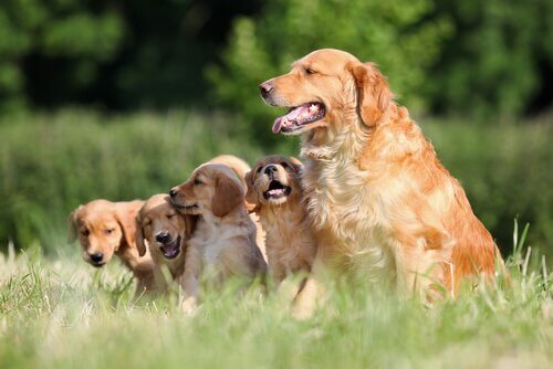 Golden retriever en haar pups