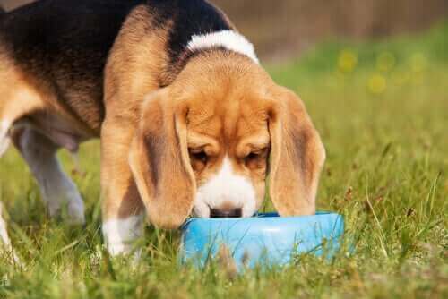 Beagle eet uit een blauwe bak