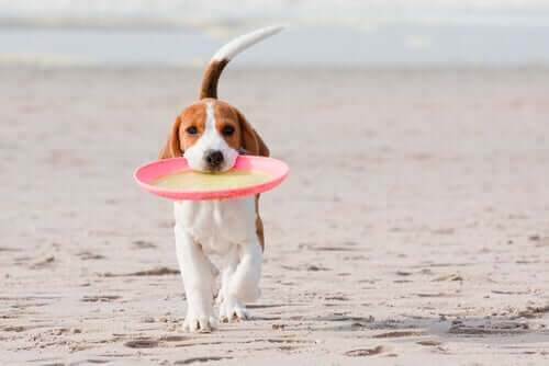 Hond met met een frisbee op het strand