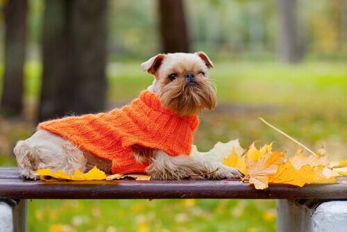 Hond met een oranje trui