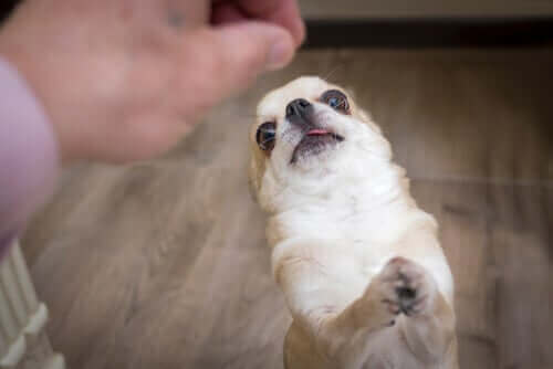 Hond krijgt een snoepje