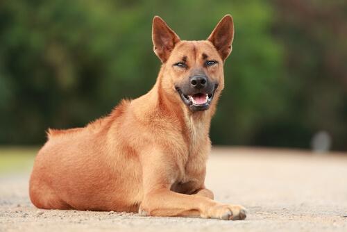 Een bruine Thai ridgebackdog