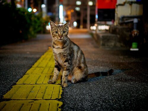 Een zwerfkat op straat