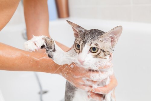 Kat wordt gewassen