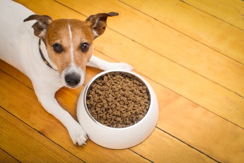 Hond zonder eetlust