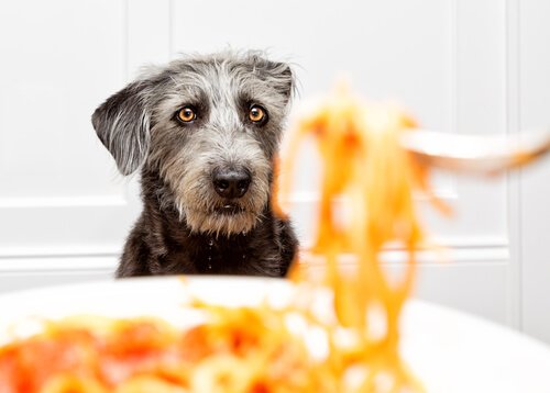 Mogen honden pasta eten?