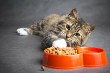 Hoe moet je katten met kanker voeden?
