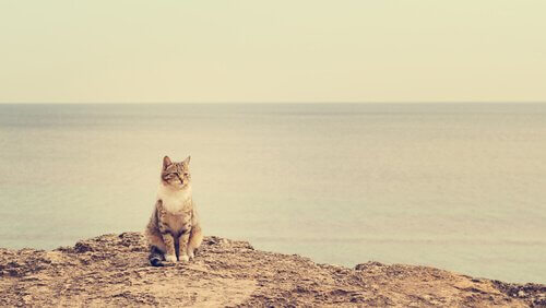 Kat op een rots bij de zee